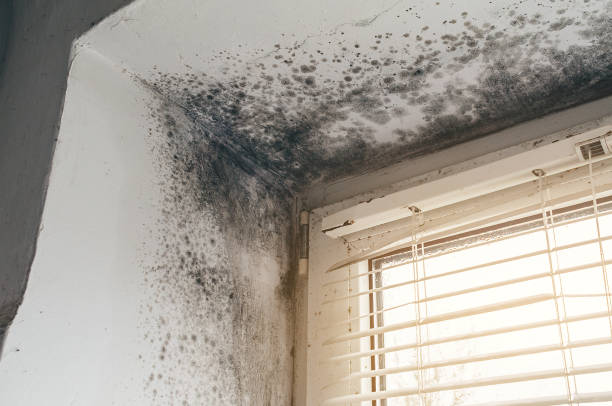 Affordable Hvac And Air Duct Mold Remediation solutions in Allen, TX